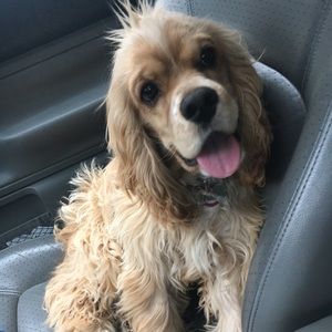 Meet your Posher, Kira